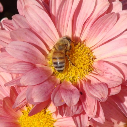 ผึ้งและดอกไม้