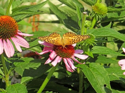 la farfalla e l'Echinacea