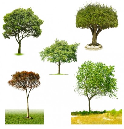 die fünf Arten von Bäumen psd