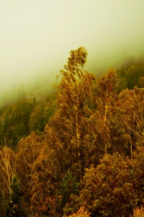 sương mù và rừng