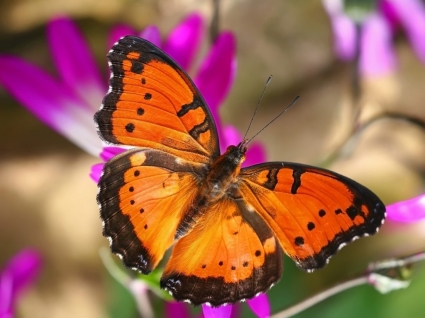 la carta da parati commodore sgargianti di farfalle animali
