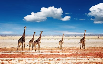 la girafe dans les plaines de photo