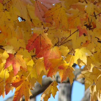 les feuilles d'automne dorées