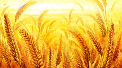 o psd de trigo dourado