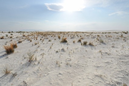 la hierba de arenas blancas