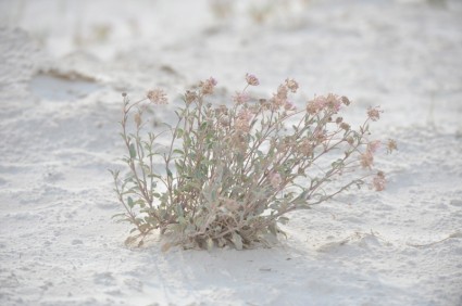 l'herbe de sable blanc