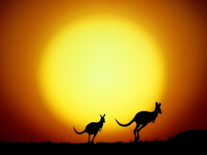 Das Kangaroo hop Tapete Australien world