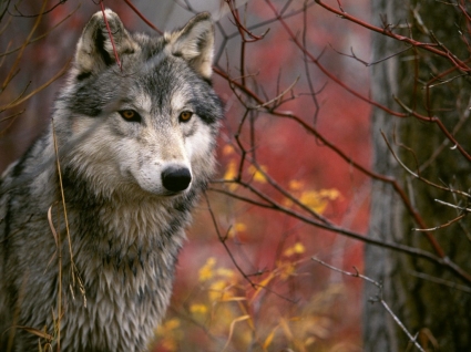 المرصاد الذئب الرمادي خلفية الحيوانات الذئاب