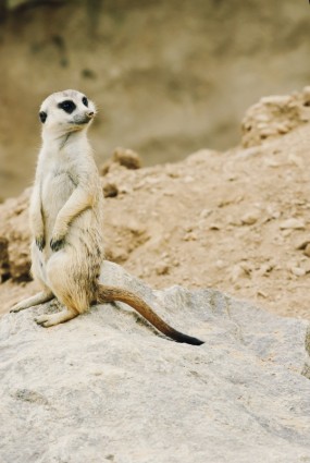 o zoológico de natureza meerkat