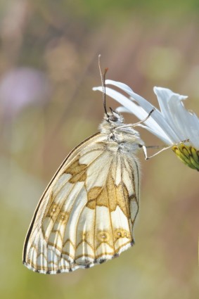 la nature de l'insecte papillon