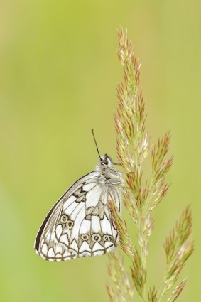 la natura della farfalla insetto