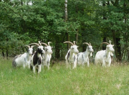 les chèvres de paysage des pays-bas