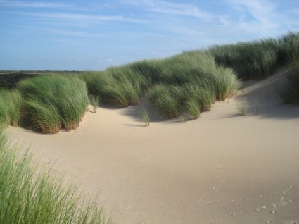 die Niederlande Strandhafer Pflanzen