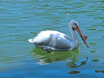 o pelicano