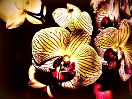 phalaenopsis 난초 창조적인 활기찬 색상