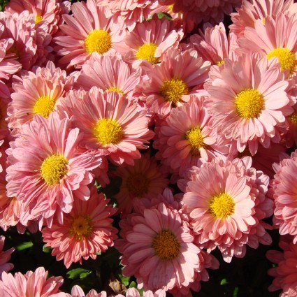 pink daises