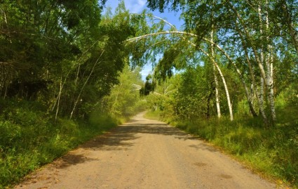la route dans les bois