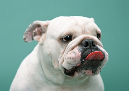 舌頭的牛頭犬高清圖片
