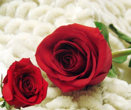 2 つの赤いバラ