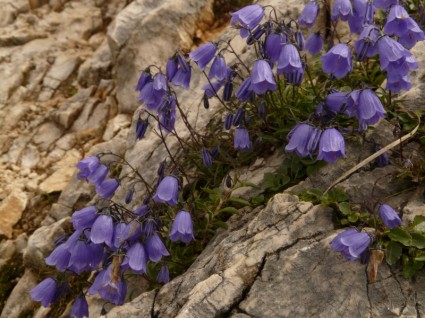 Альпийский цветок цветок наперсток