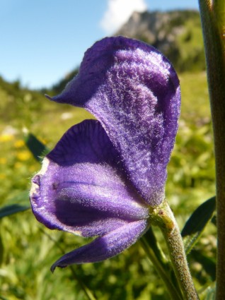 Fingerhut Wild Blumenwiese