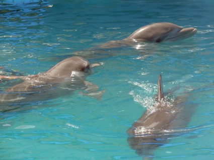 tre delfini