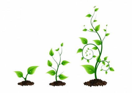 3 つの緑の植物の成長サイクル