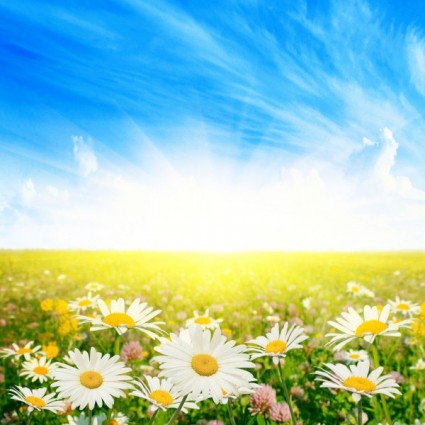 trois photos haute définition du chrysanthème sauvage sous le soleil