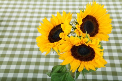 tiga bunga matahari