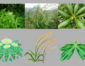 Plantas Medicinales Chinas 1