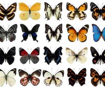 100 種の蝶 Psd 層状高精細溶融