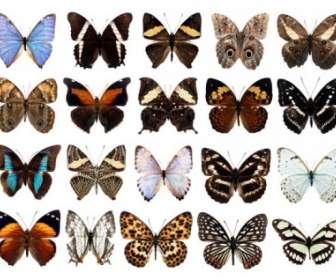 100 Arten Von Schmetterlingen Psd Ebenen Hoch