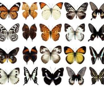 100 Spesies Kupu-kupu Psd Berlapis Highdefinition