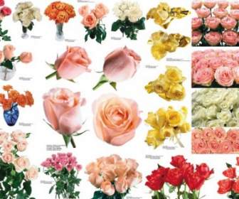 109 Colored Roses Picture
