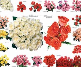 109 Photos De Roses Colorées