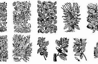 11 Old Plant Engravings Vector