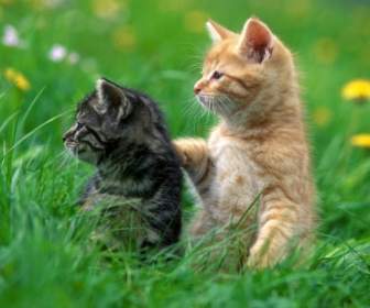 2 Kätzchen-Bilder-Katzen Tiere