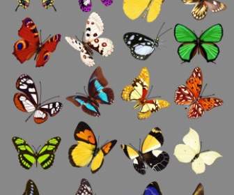 20 Kupu-kupu Psd Gambar