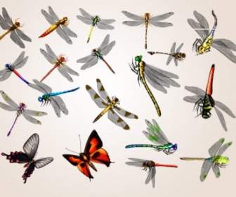 20 蜻蜓和蝴蝶 Psd