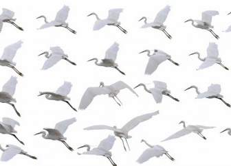 25 Kinds Of Flying Crane Psd Layered
