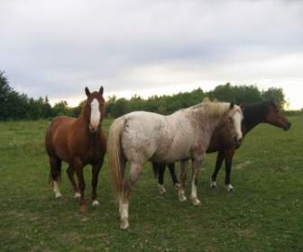 3 الخيول في مراعي خضراء