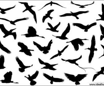 30 Espèces D'oiseaux Volants