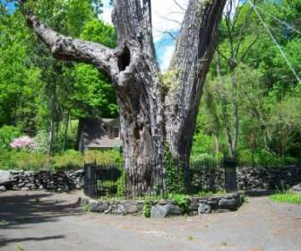 300-летний дерево