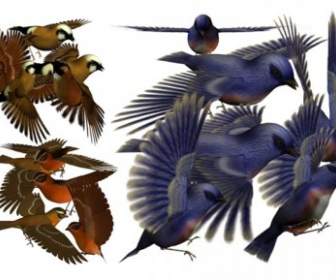 3D Psd De Pássaro Em Camadas