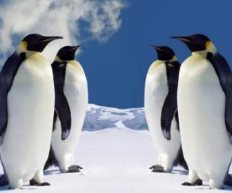 4 Manchots Empereurs Papier Peint Animaux Pingouins