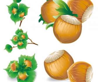 5 Chestnuts Vector