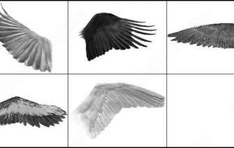 5 Different Wings Photoshop Cs2 Brush