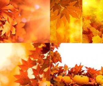 5 Von Herbst Blätter Hoch Bild