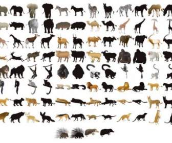 50 動物模型和剪影向量