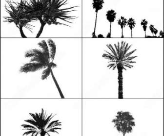 6 Palm Tree Brush